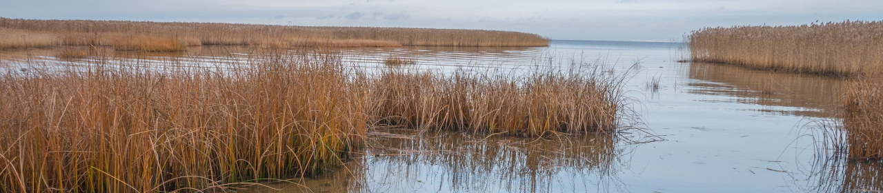 saltmarsh-1280x280 (1).jpg