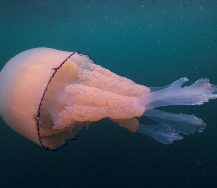9 things you didnt know about barrel jellyfish