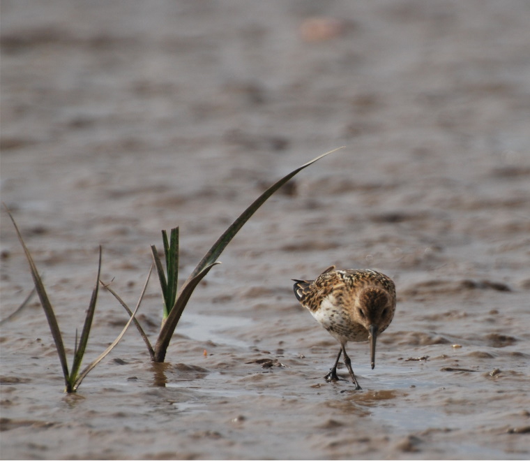 dunlin-square.jpg