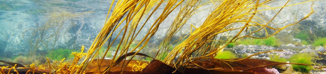 seagrass (9)