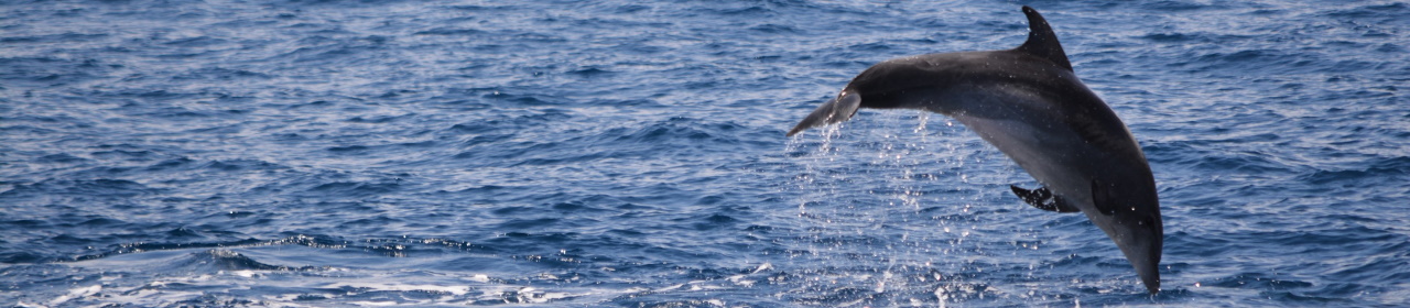 bottlenose-dolphin (1)