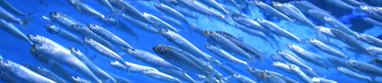 school-of-sardines-1280x280.jpg