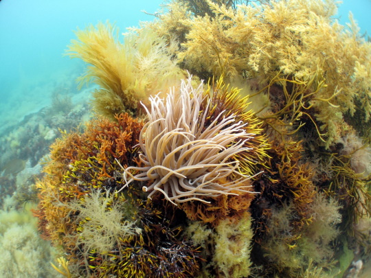 infralittoral-rock-540x405.jpg (1)