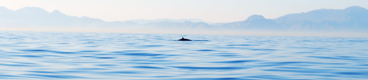 whale-distance-seascape (1).jpg