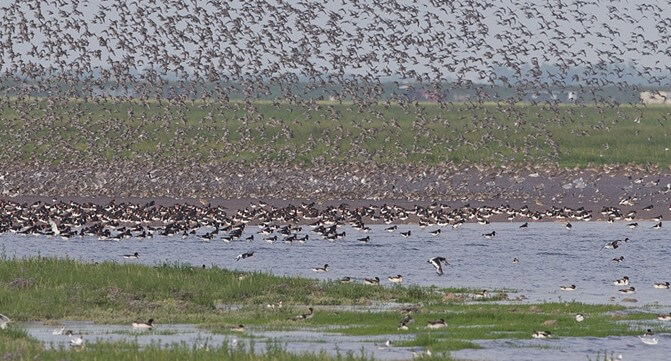 wader-flocks-on-the-wash-snettisham-norfolk-rspb-671x361.jpg