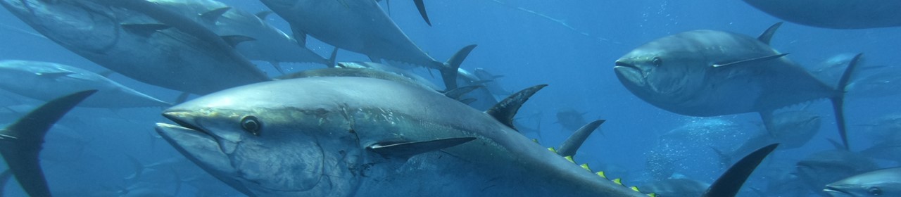 school-of-bluefin-tuna-1280x280 (1)