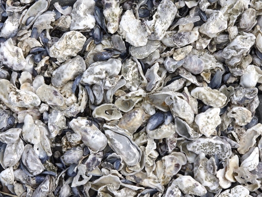 Addressing inconsistencies in shellfish farm planning decisions