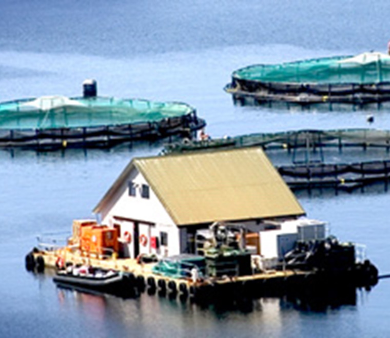 aquaculture-fishfarm-square.jpg