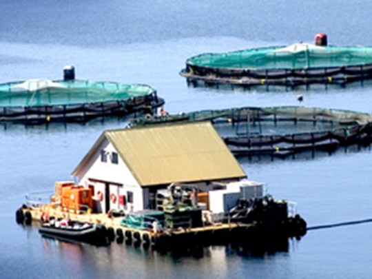 aquaculture-fishfarm-540x405 (1).jpg