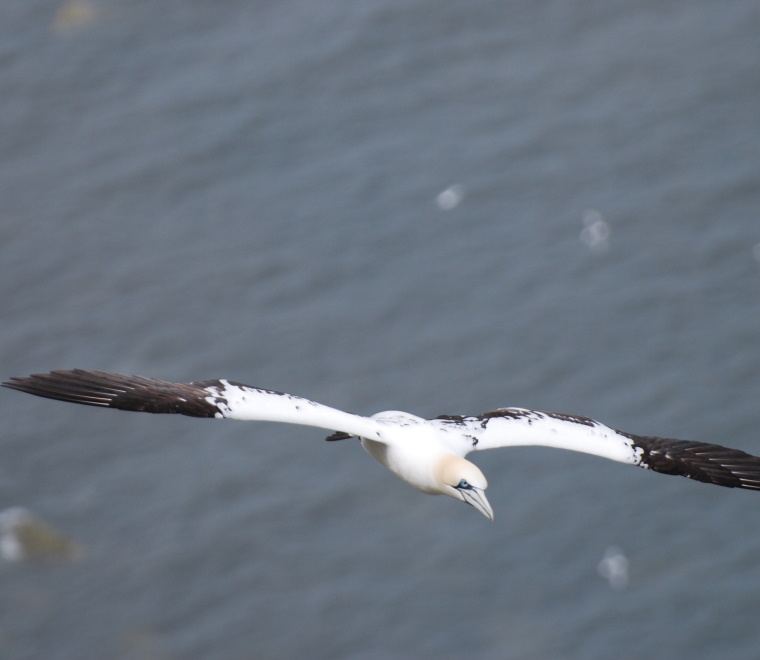 At-sea ornithological survey guidance 