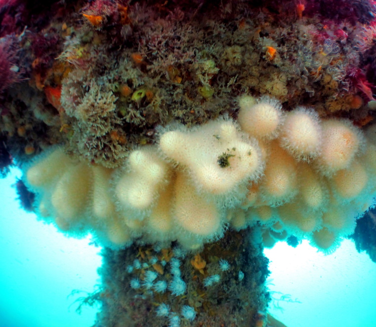 CIEEMs Biodiversity Net Gain Principles a welcome step