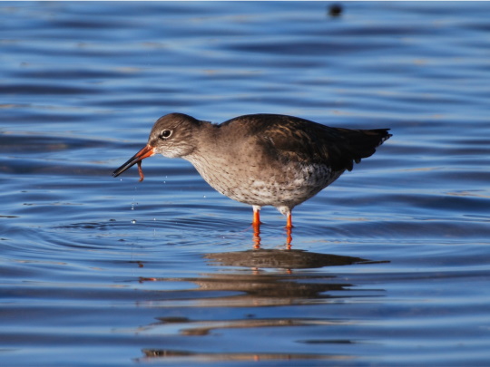 redshank-540x405.jpg