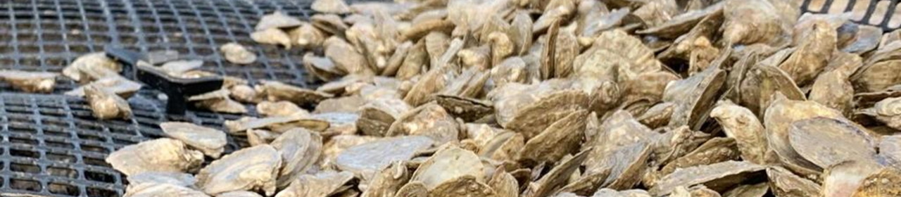 oysters-in-a-cage (7)