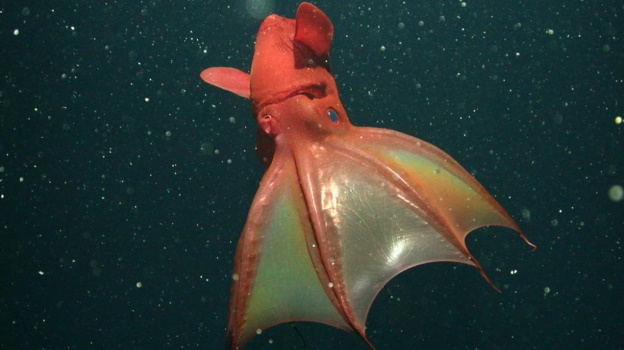 Vampire squid