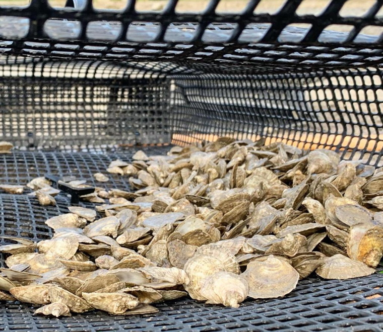 Restoring the UKs native oyster