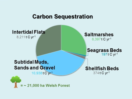carbon-sequestration-pie-chart-540x405.jpg