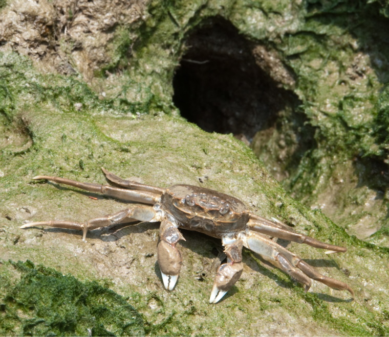 Biosecurity planning guidance for BMAPA