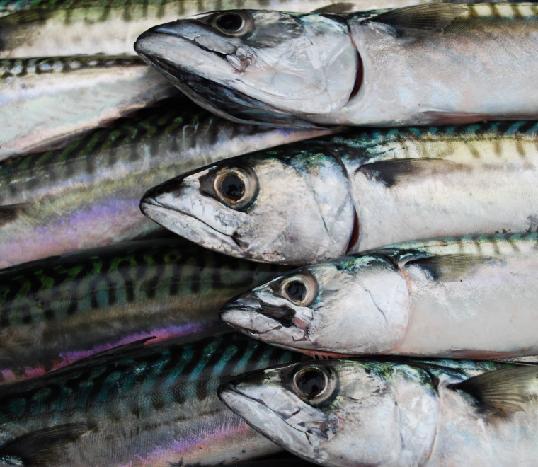 Fishing in uncertain waters