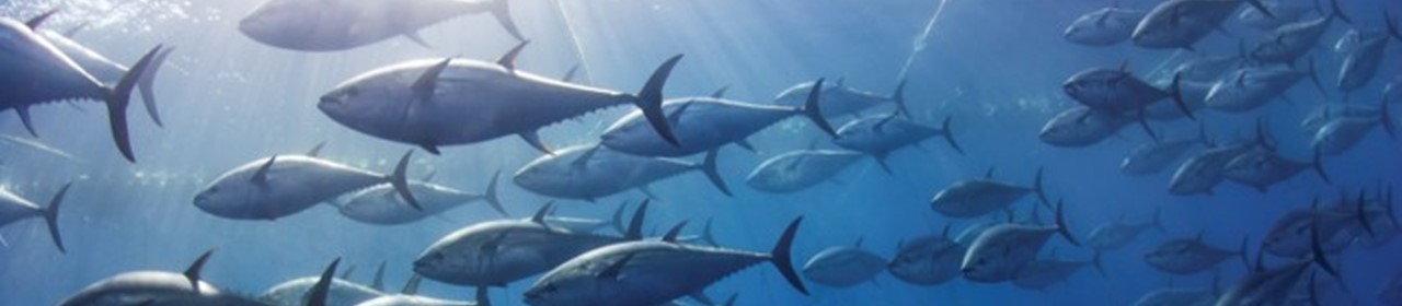 school-of-fish-1280x280 (1)